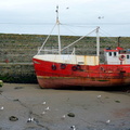 Harbor Scene: A Rustic Boat and Seagulls