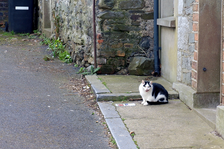 Curious Cat Exploring Street Corner