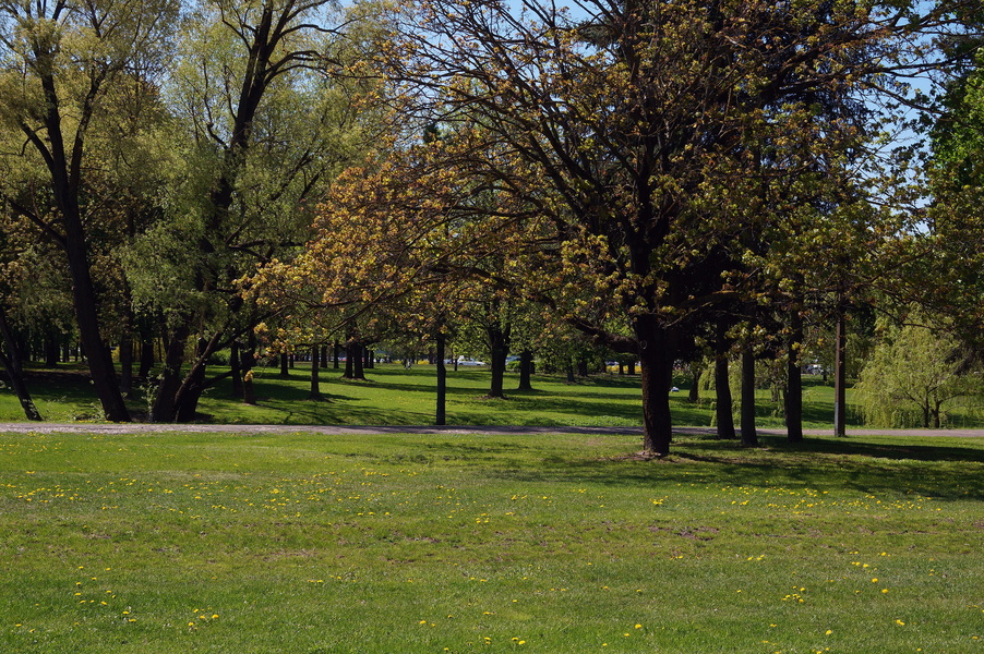 Serene Park Scene