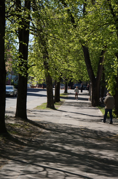 Tranquil Tree-lined Street in Spring