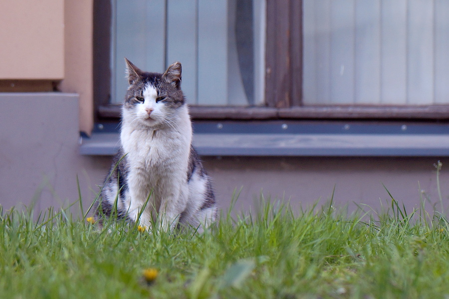 Curious Feline in a Residential Yard