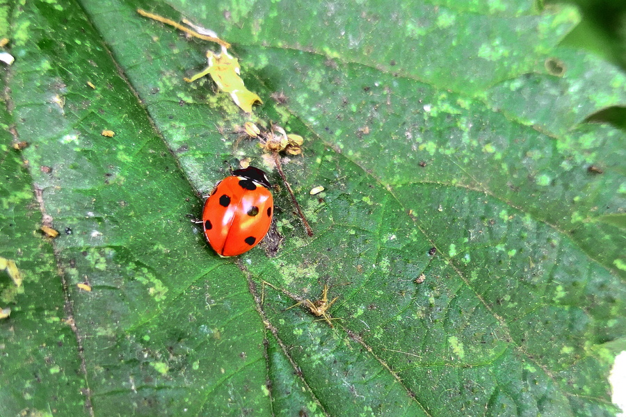Vivid Vignette of a Ladybug on a Leafy Branch