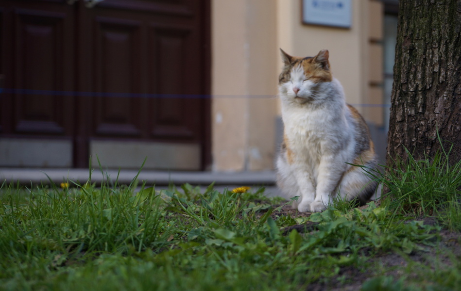 A Solitary Feline in a European Town
