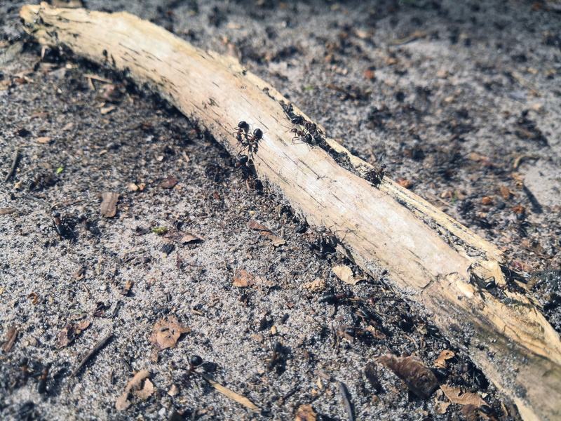 Bare Branch on Dirt Path