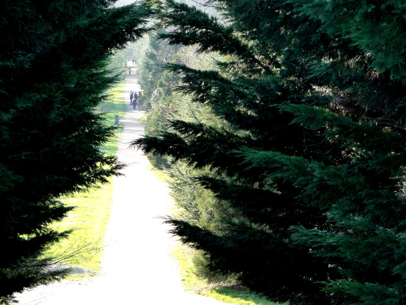 Serene Pathway Through a Wooded Area