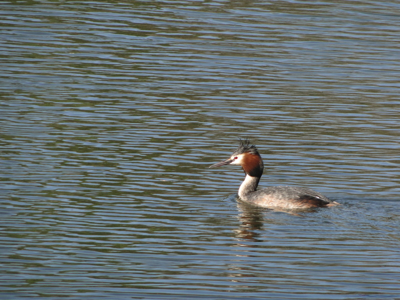Swimming Duck in Pond