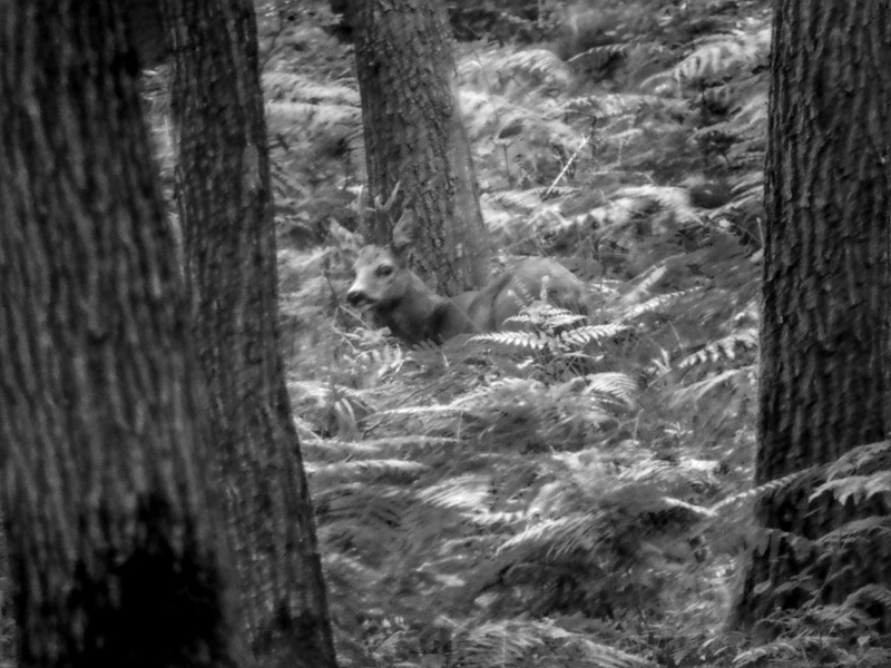 Forest Deer, Dusk