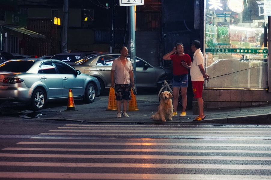 Urban Nightlife: A Couple Walks their Dog in a Busy Chinese City