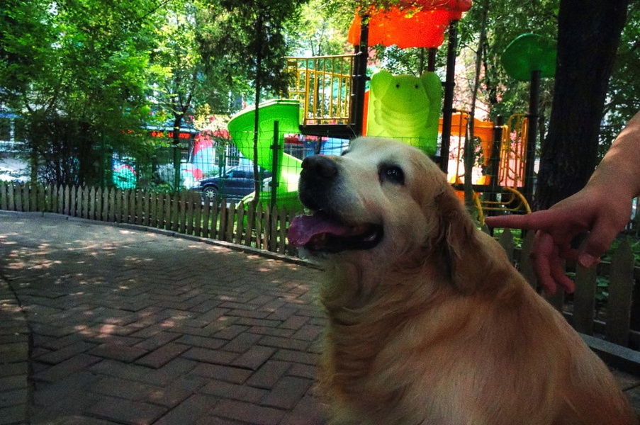 Playful Canine at a Park