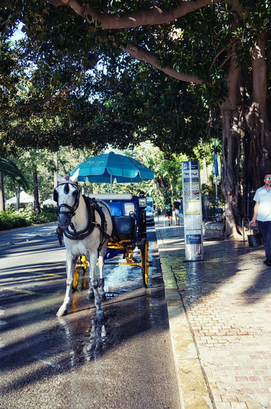 Traditional Malaga: Horse-Drawn Carriage on the Street