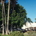 Tropical Scene at a Beachfront Resort