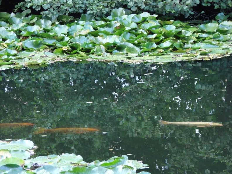 Serene Pond with Ducks and Lilypads