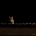 A Cat Perched on a Roof Top