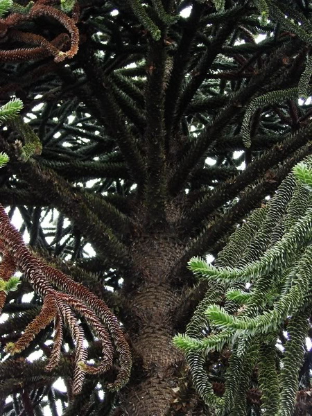 The Majesty of Nature: A Tree in Bordeaux, France