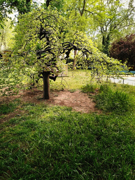 A Blossoming Tree in Springtime