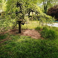 A Blossoming Tree in Springtime