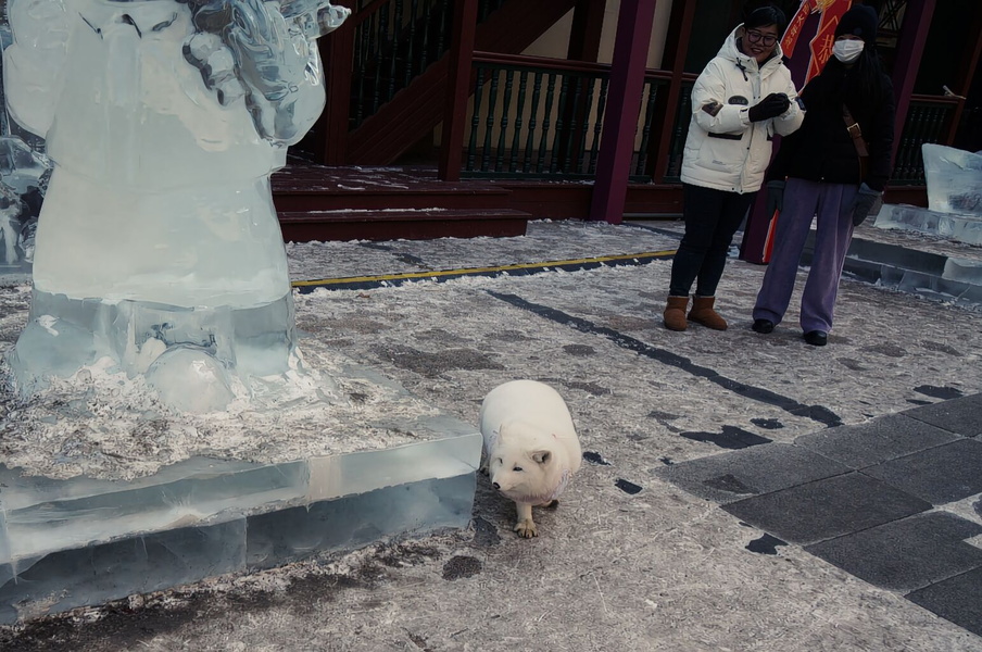 Harbin Ice Festival: Polar Bear Sculpture in the Snow