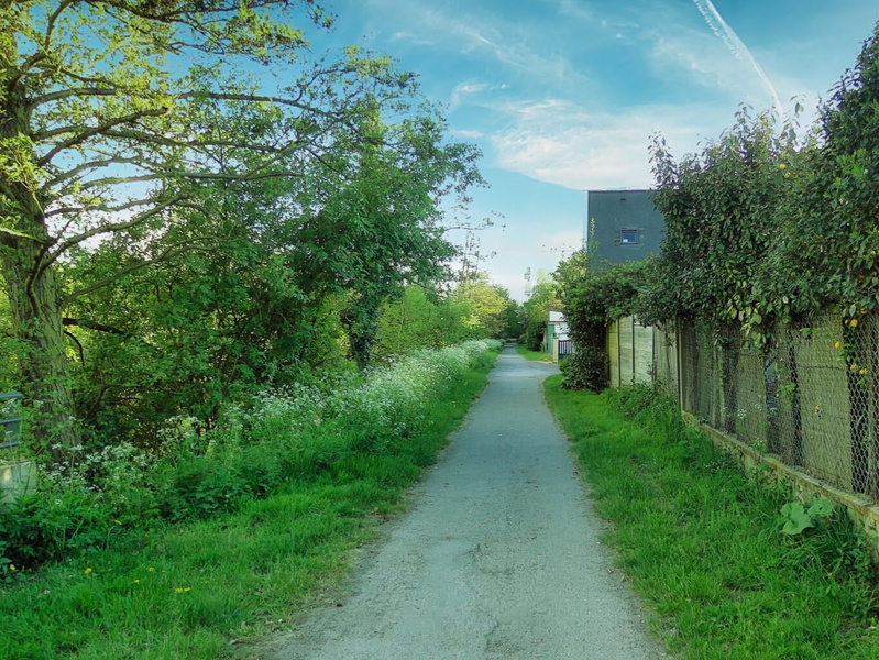 Serene Rural Pathway Flanked by Nature and Domestic Life