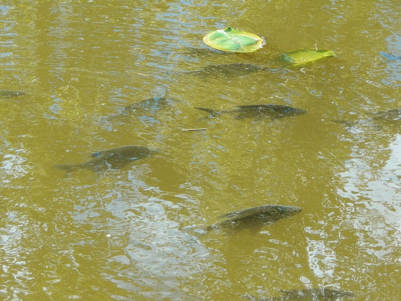 Serene Pond with Fishing Lagoon