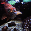 Vibrant Reef Fish in Aquarium Tank