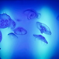 Underwater Aquarium Display