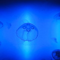 Jellyfish Display at Saint-Malo Aquarium, France