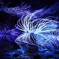 Vibrant Marine Life in an Underwater Aquarium