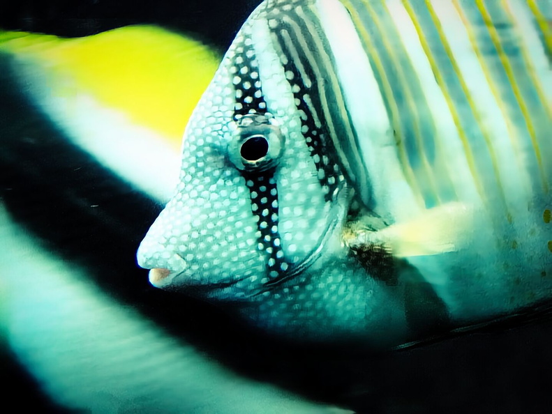 Underwater Adventure: A Clownfish's Eyes