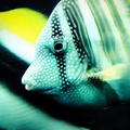 Underwater Adventure: A Clownfish's Eyes
