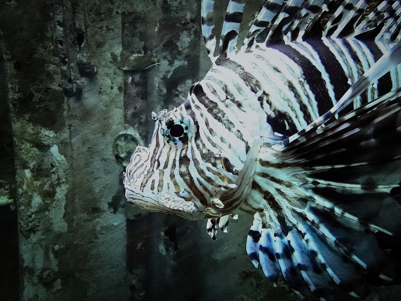 Vivid Sea Creature: A Close-up View of a Colorful Fish