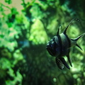 Vivid Coral Reef Dweller: A French Clownfish Moment