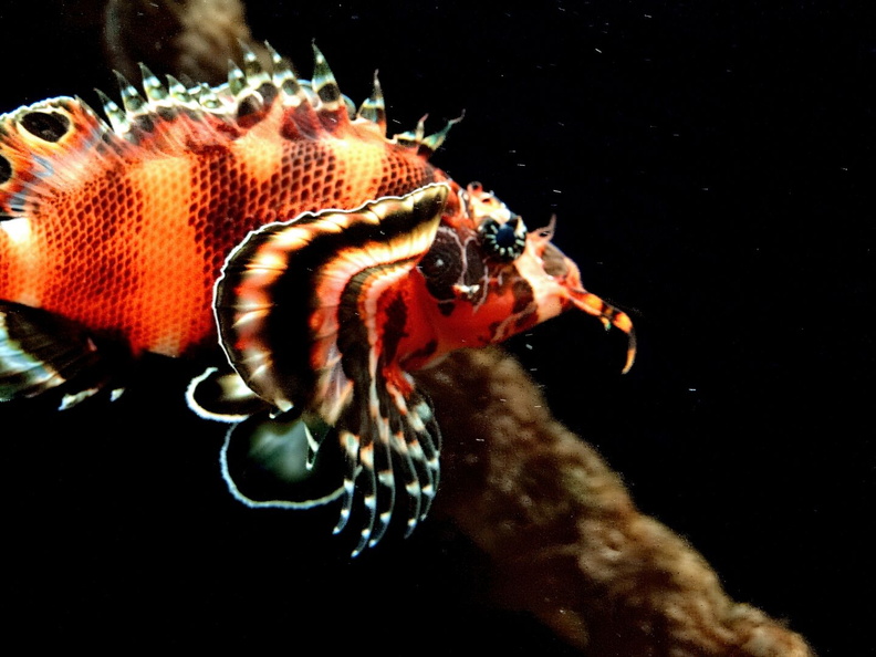 Vivid Coral Reef Dweller: A Clownfish with its Anemone