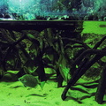 Underwater Aquarium Adventure