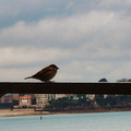 Pensive Bird on the Railing at Saint-Malo