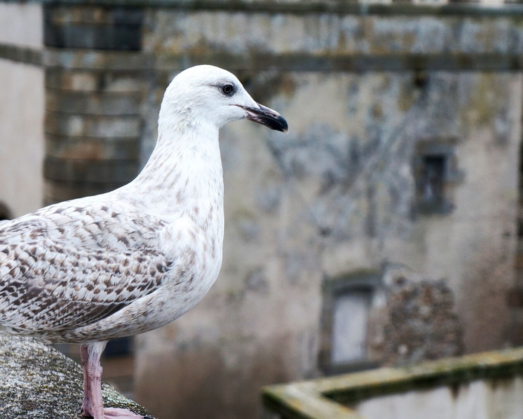 Seagull Perched Overlook in Saint-Malo, France