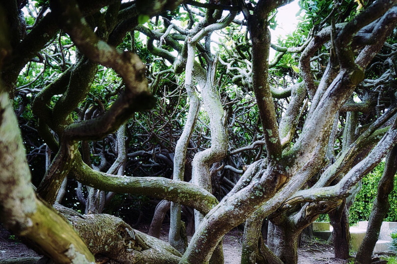 The Enchanted Maze of Saint-Malo