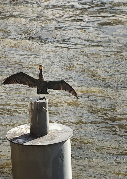 Bird Flight Over Water