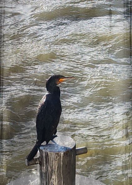 Vivid Visions of France: A Duck at the Water's Edge in Paris