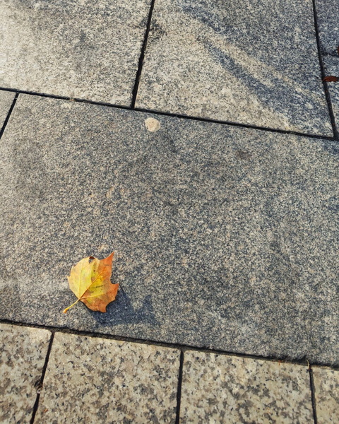 Autumn Leaf on Street Tile