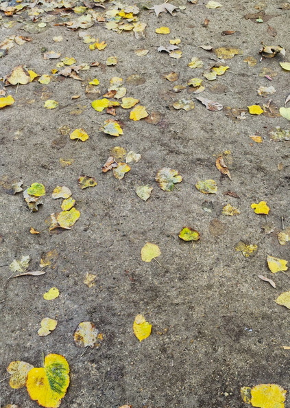 Autumn Leaves Dancing on the Ground