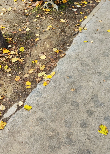 Autumn Leaves Alongside Street Side