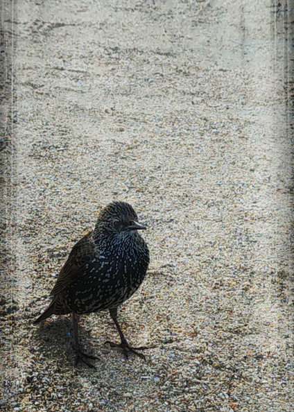 Feathered Friend: A Bird Standing on Gravel