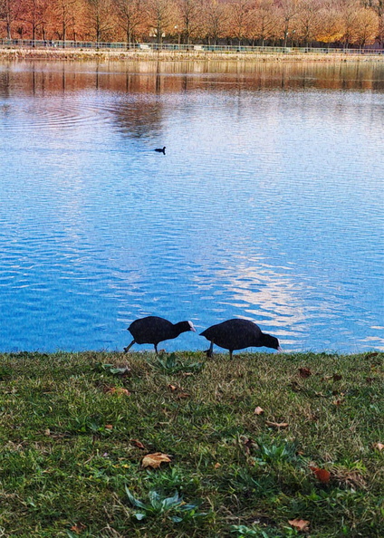 Ducks Enjoying a Lake