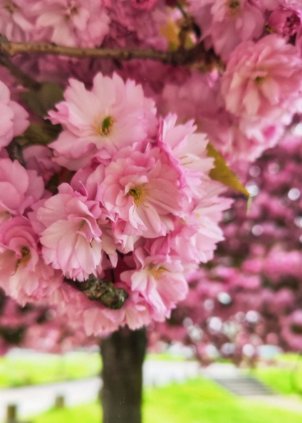 Pink Cherry Blossoms