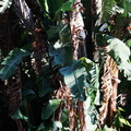 Vibrant Tropical Wilderness: A Banana Tree Basks in Sunlight