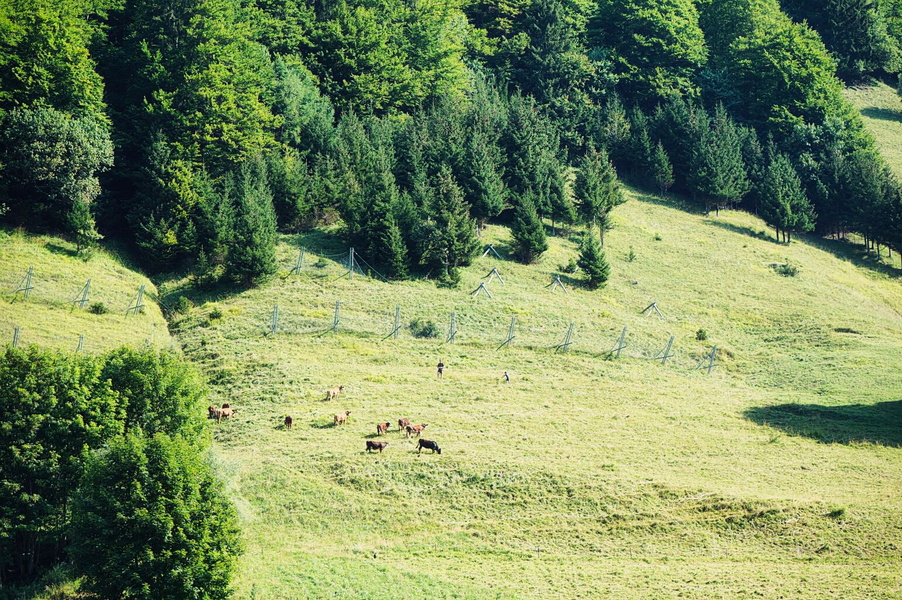 Peaceful Pastoral Scene: Farmers at Work
