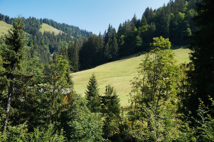 Serene Alpine Meadow