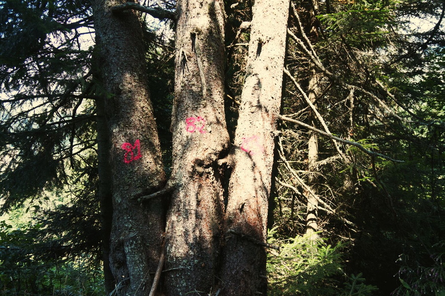 Forest Pathway with Red Markings