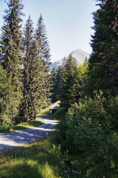 Serene Forest Path Leading to Mountain