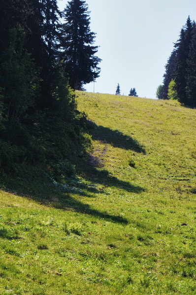 Serene Alpine Pasture